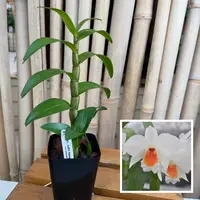 Den. Judith Nakayama 'Kaho’ohokuokalani' (4" Pot) - Not Blooming