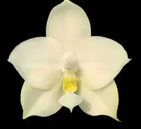 Phalaenopsis violacea fma alba
