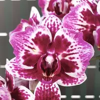 Phalaenopsis Younghome Summer (peloric) 2.5"