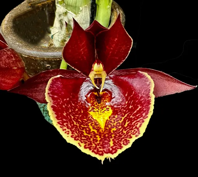 Catasetum Raspberries And Cream 'Postre' (Catasetum)