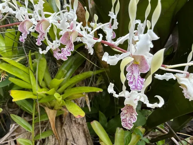 Dendrobium stratiotes x lineale bare root cutting