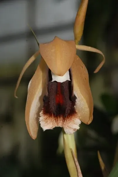 Coelogyne usitana X speciosa