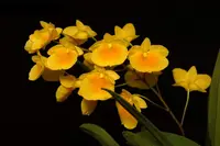 Dendrobium aggregatum