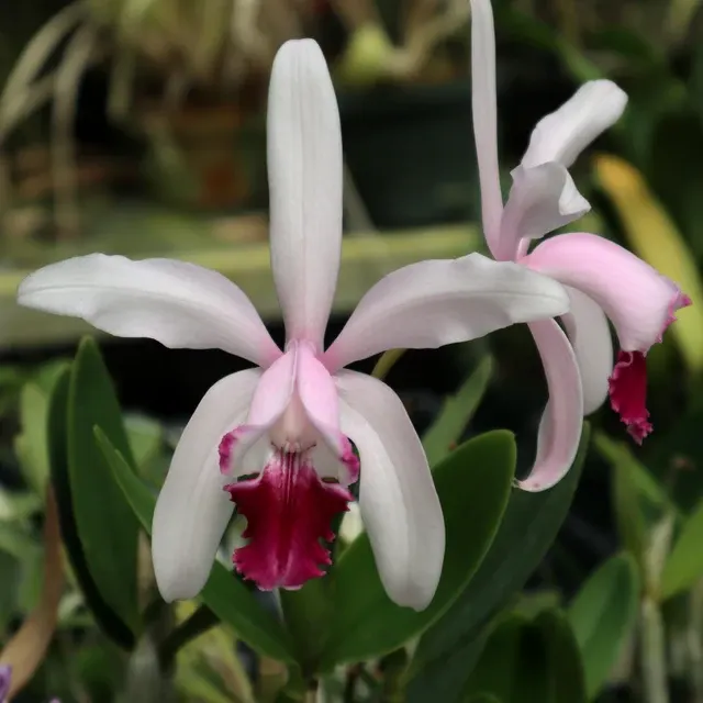 Cattleya intermedia var. vinicolor 'Marcella'