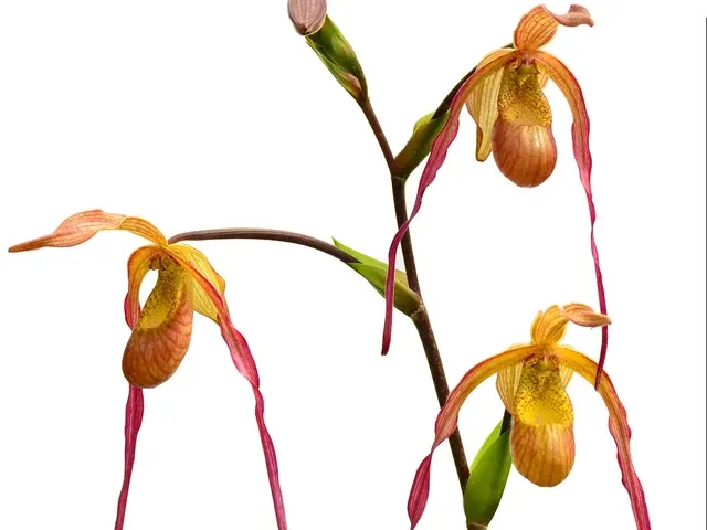 Phragmipedium Geralda (Phragmipedium)
