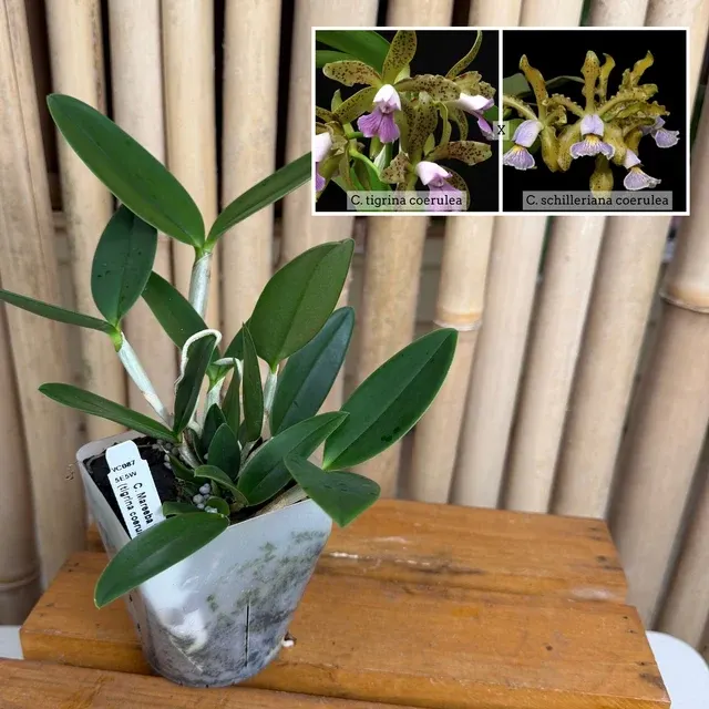 Cattleya Mareeba Tiger (Cattleya)