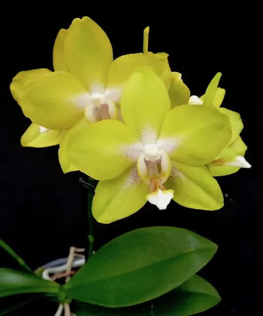 Phalaenopsis Dragon 24K" 'S Gold'