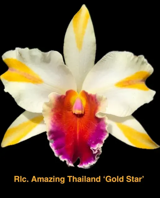 Rhyncholaeliocattleya Amazing Thailand 'Gold Star' (Rhyncholaeliocattleya)