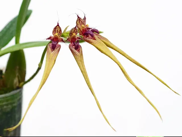 Bulbophyllum fascinator var hampaliana