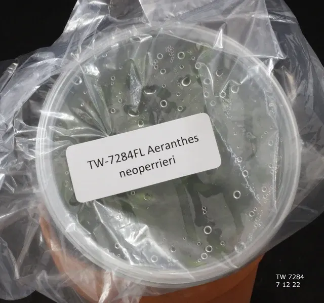 Aeranthes neoperrieri (Aeranthes)