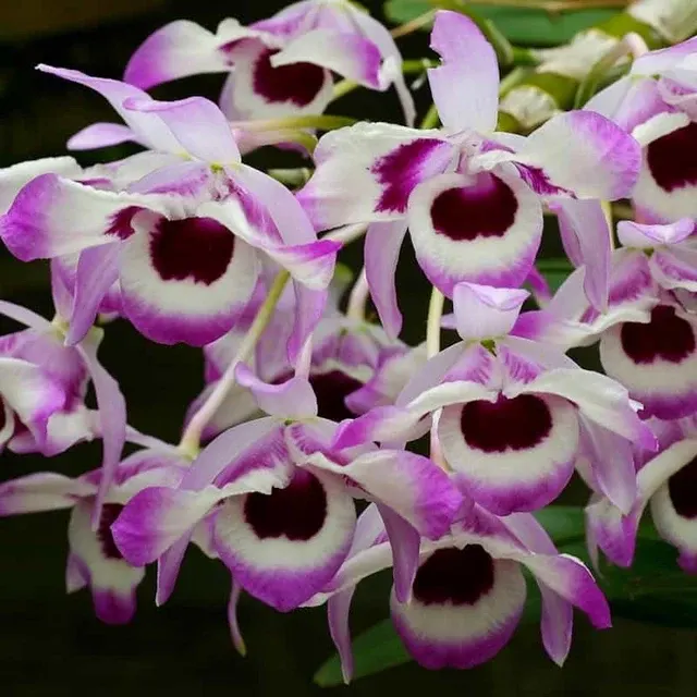 Dendrobium nobile f cooksonianum ex