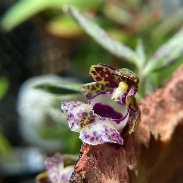 Gastrochilus gongshanensis (Gastrochilus)