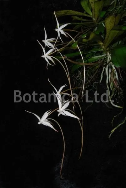 Aerangis distincta (Aerangis)