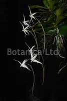 Aerangis distincta — Blooming size, mounted on cork $40