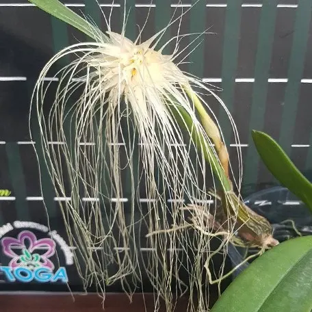 Bulbophyllum medusae × sib