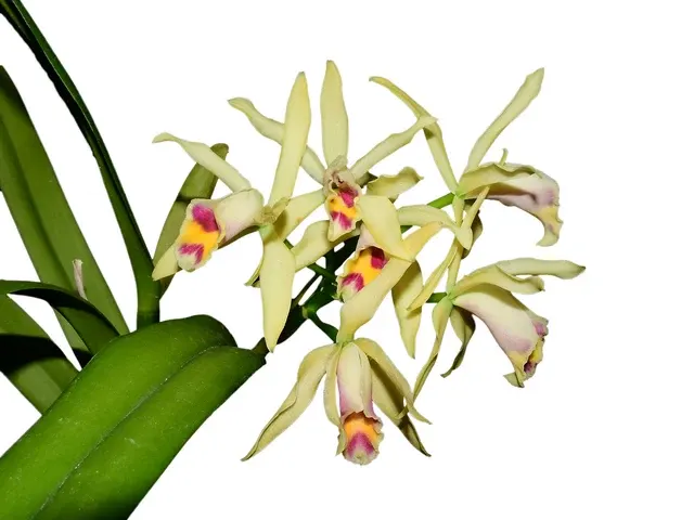 Cattleya My Special Angel (Cattleya)