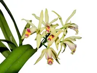 Cattleya My Special Angel