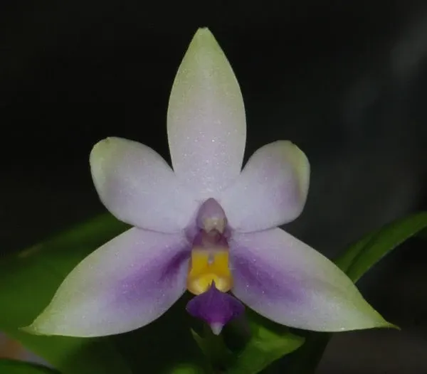 Phalaenopsis violacea 'blau'