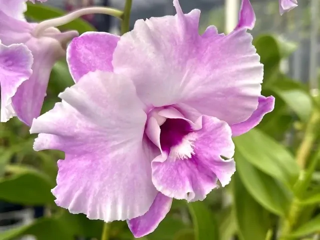 Dendrobium Tuesday Delight (Dendrobium)