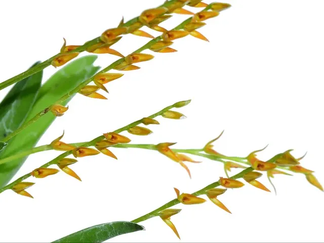 Acianthera platystachys (Acianthera)