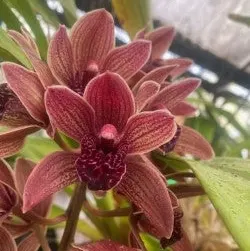 Cymbidium Splatters × devonianum 'Boots' (Cymbidium)