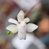 Thrixspermum formosanum