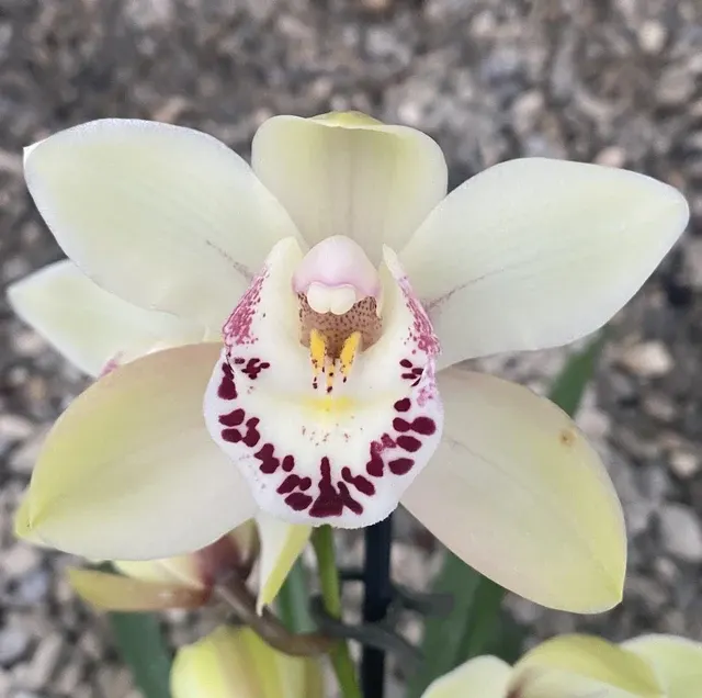 Cymbidium Californie Delmonte