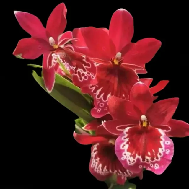 Miltonia Red Butterfly