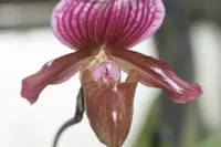 Paphiopedilum charlesworthii