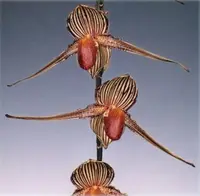 Paphiopedilum rothschildianum ‘Mont Millais’ FCC/RHS/AOS x self