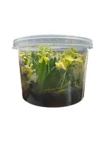 Psychmorchis pusilla “flask“ — No