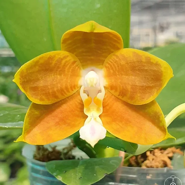 Phalaenopsis LD's Bear King