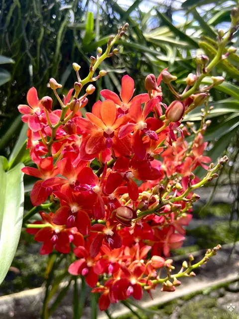 Vanda Jairak Squirrel (Vanda)