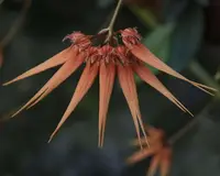 Bulbophyllum pecten-veneris