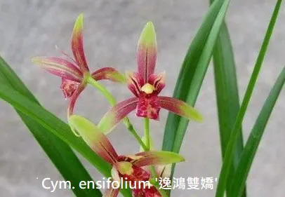 Cymbidium ensifolium 'YiHongShuangJiao' (Cymbidium)