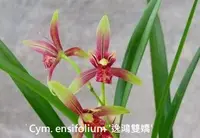 Cym. ensifolium 'YiHongShuangJiao' (CYME25) ( - - ensifolium )
