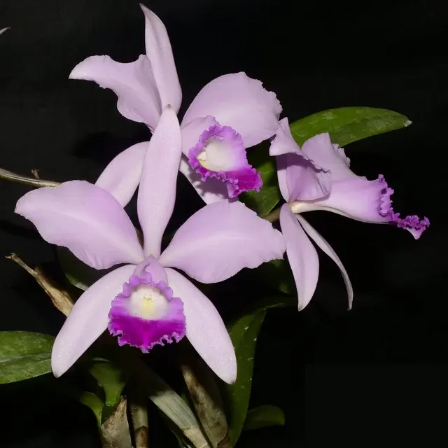 Cattleya Enchantress (Cattleya)