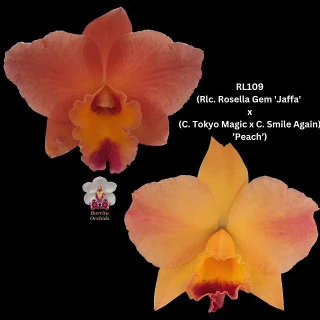 Cattleya Orchid Seedling RL109 ) 'Jaffa'