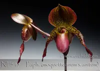 Paph. Shen-Liu Peri ', note : Limited ' (moquetteanum x anitum)