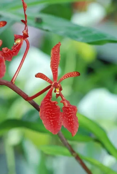 Renanthera AKIHITO