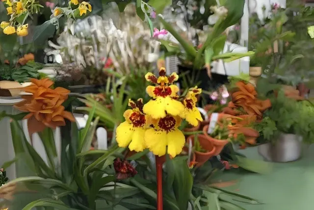 Tolumnia Jairak Firm 'Jaoho Fantasy' (Tolumnia)