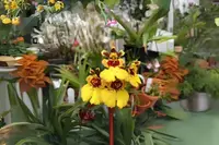 Tolumnia Orchid Plant in Spike - Jairak Firm 'Jaoho Fantasy' - Equitant Oncidium - Vibrant Epiphytic Orchid