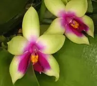 Phalaenopsis bellina