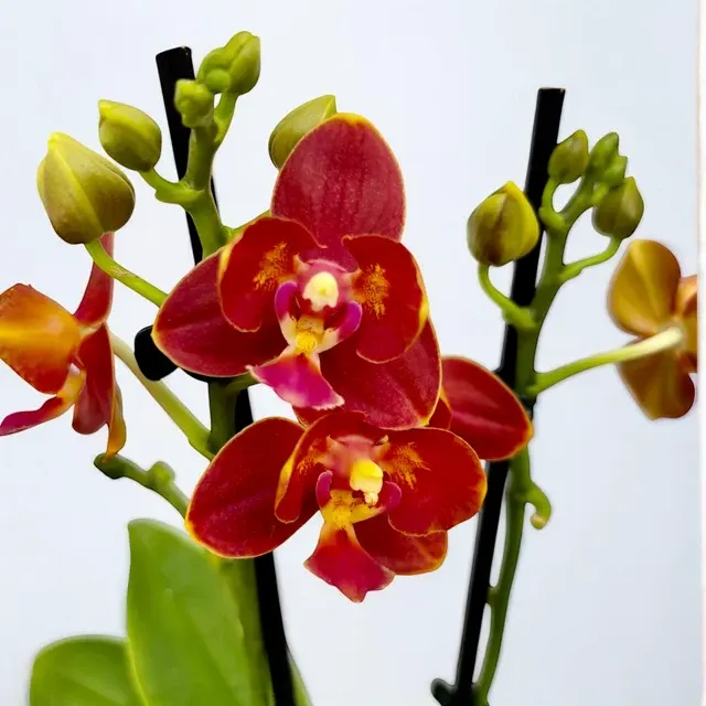 Phalaenopsis Yaphon Perfume - Flori Pelorice Si Parfumate 'Coffee Red'