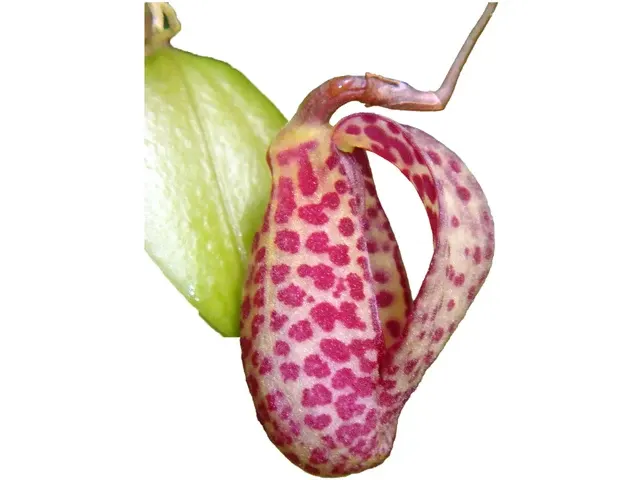 Zootrophion ximenae (Zootrophion)