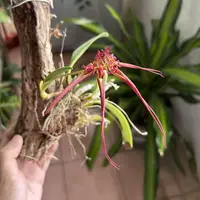 Bulbophyllum wendlandianum