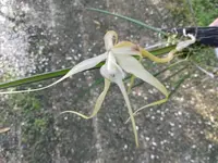 Mounted Orchid Plant - Cattleya Appendiculata - Brassavola - Established Colony - Tropical Blooming Orchid