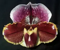 Paphiopedilum Treasure Chest 'Shadowlands'