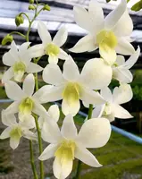 Marin White Seedling