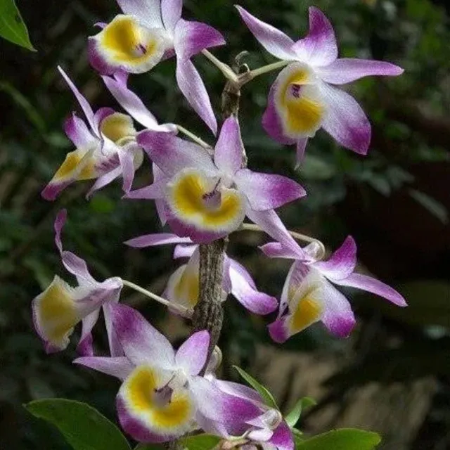 Dendrobium gratiosissimum (Dendrobium)